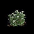 3d illustration of Choisya ternata bush isolated on black background Royalty Free Stock Photo