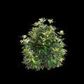 3d illustration of Choisya ternata bush isolated on black background Royalty Free Stock Photo