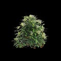3d illustration of Choisya ternata bush isolated on black background Royalty Free Stock Photo