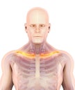 3D illustration of Clavicle, medical concept. Royalty Free Stock Photo