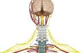 3D illustration of Clavicle, medical concept