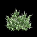 3d illustration of Clethra alnifolia bush isolated on black background