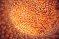 3D illustration close-up Intestinal villi. Intestine lining. Microscopic villi and capillary. Human intestine. Concept Royalty Free Stock Photo