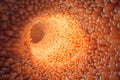 3D illustration close-up Intestinal villi. Intestine lining. Microscopic villi and capillary. Human intestine. Concept Royalty Free Stock Photo