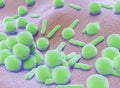 3D illustration of coccii Bacteria and vibrios bacteria