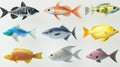 3d illustration of collection of 12 different types of fish Royalty Free Stock Photo