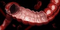 3d illustration of colon, intestine, digestive system, Human Anatomy. isolated black Royalty Free Stock Photo