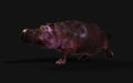 The Common hippopotamus posing isolate with Clipping path.