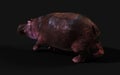 The Common hippopotamus posing isolate with Clipping path.