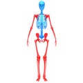 Appendicular Skeleton Bone Joints of Human Skeleton System Anatomy 3d rendering Royalty Free Stock Photo