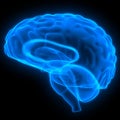 Brain a Part of Human Central Nervous System Anatomy 3d rendering Royalty Free Stock Photo