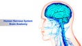 Central Organ of Human Nervous System Brain Anatomy Royalty Free Stock Photo