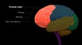 Central Organ of Human Nervous System Brain Lobes Frontal Lobe Anatomy