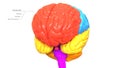 Central Organ of Human Nervous System Brain Lobes Frontal Lobe Anatomy Royalty Free Stock Photo