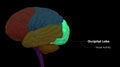 Central Organ of Human Nervous System Brain Lobes Occipital Lobe Anatomy Royalty Free Stock Photo