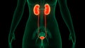 Female Urinary System Kidneys with Badder Anatomy Royalty Free Stock Photo