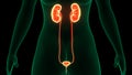 Female Urinary System Kidneys with Badder Anatomy