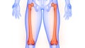 Femur Bone Joints of Human Skeleton System Anatomy Royalty Free Stock Photo