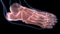 Foot Bone Joints of Human Skeleton System Anatomy X-ray 3D rendering Royalty Free Stock Photo