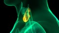 Human Body Glands Lobes of Thyroid Gland Anatomy
