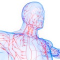 Human Body Internal system Lymph Nodes Anatomy