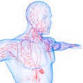 Human Body Internal system Lymph Nodes Anatomy