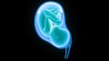 Human Fetus Baby in Womb Anatomy Royalty Free Stock Photo