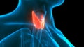 Human Glands Lobes of Thyroid Gland Anatomy Royalty Free Stock Photo