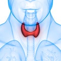 Human Glands Thyroid Gland Anatomy