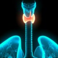 Human Glands Thyroid Gland Anatomy