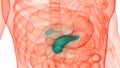 Human Internal Digestive System Organs Pancreas with Gallbladder Anatomy