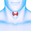 Human Internal Glands Lobes of Thyroid Gland Anatomy