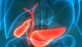 Human Internal Organ Digestive System Pancreas with Gallbladder Anatomy
