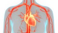 Human Internal Organs Circulatory System Heart Anatomy