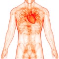 Human Internal Organs Circulatory System Heart Anatomy