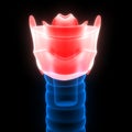 Human Internal Organs Larynx Anatomy X-ray 3D rendering