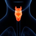 Human Internal Organs Respiratory System Larynx and Pharynx Anatomy