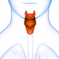 Human Internal Organs Respiratory System Larynx and Pharynx Anatomy Royalty Free Stock Photo