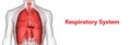 Human Internal Organs Respiratory System Lungs, Diaphragm Anatomy Royalty Free Stock Photo