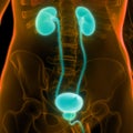 Human Internal Organs Urinary System Kidneys with Bladder Anatomy Royalty Free Stock Photo