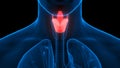 Human Respiratory System Larynx and Pharynx Anatomy