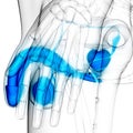 Human Skeleton System Axial Skeleton Bone Joints Anatomy