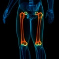 Human Skeleton System Femur Bone Joints Anatomy Royalty Free Stock Photo