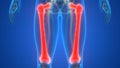 Human Skeleton System Femur Bone Joints Anatomy Royalty Free Stock Photo