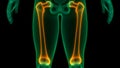 Human Skeleton System Femur Bone Joints Anatomy Royalty Free Stock Photo