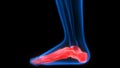 Human Skeleton System Foot Bone Joints Anatomy Royalty Free Stock Photo