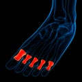 Human Skeleton System Foot Bone Joints Proximal Phalanges Anatomy Royalty Free Stock Photo