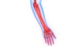 Human Skeleton System Hand Bone Joints Anatomy