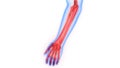 Human Skeleton System Hand Bones Joints Anatomy Royalty Free Stock Photo