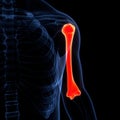 Human Skeleton System Humerus Bone Joints Anatomy